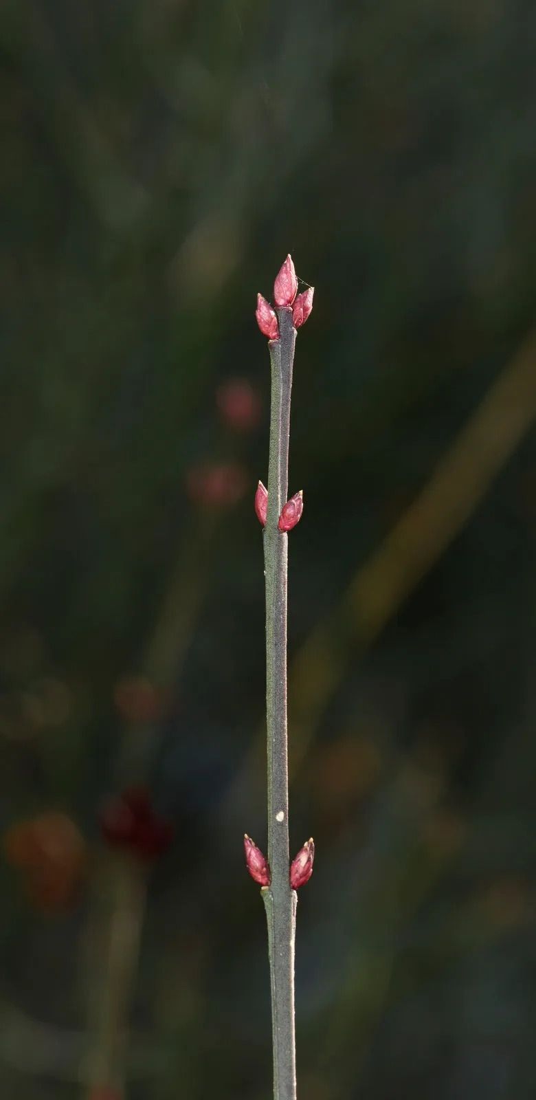 Strawberry Bush - Euonymus americanus