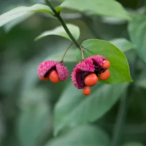 Strawberry Bush - Euonymus americanus